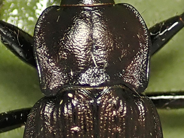 Carabidae: Carabus granulatus interstitialis